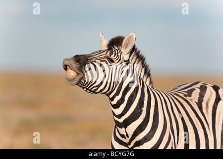 Burchells zebra stallion Equus burchelli exhibiting flehmen display to sense females Etosha national park Namibia Stock Photo