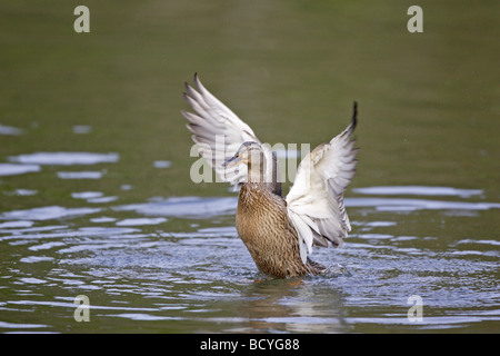 Female mallard flapping wings Stock Photo