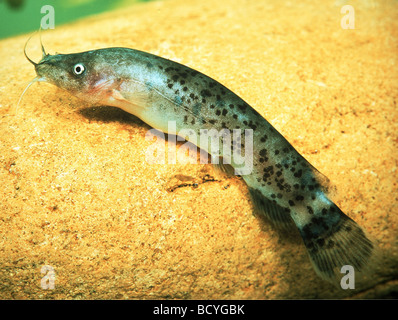 Electric Catfish (Malapterurus electricus). Adult under water Stock Photo