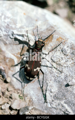 tiger beetles insects - cicindelidae on the ground, take photos in the ...