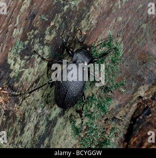 leatherback ground beetle / Carabus coriaceus Stock Photo