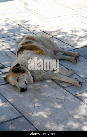 Sleeping dog in the shade, Athens Greece Stock Photo