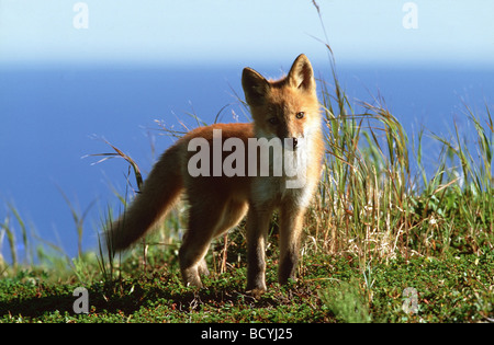 young red fox  / Vulpes vulpes Stock Photo