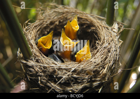 young reed warbler in nest / Acrocephalus scirpaceus Stock Photo