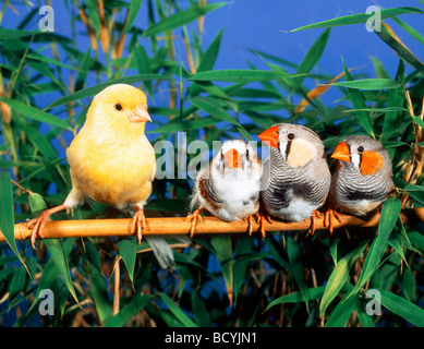 canary ant three spotted-sided zebra finches on branch / Serinus canaria Poephila guttata Stock Photo