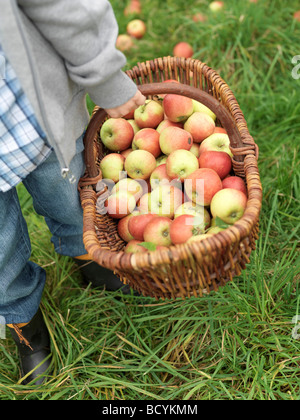Boy carrying basket full of ripe apples Stock Photo