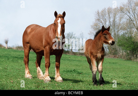 breton horse - Stute mit Fohlen Stock Photo