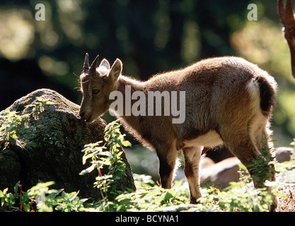 Alpine Ibex (Capra ibex). Young standing among rocks Stock Photo