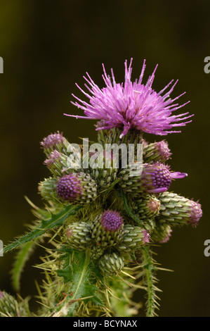 Marsh Thistle, cirsium palustre, wildflower, Fleet Valley, Dumfries & Galloway, Scotland Stock Photo