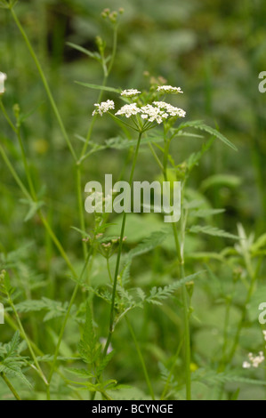 Upright Hedge-parsley, torilis japonica, wildflower, Fleet Valley, Dumfries & Galloway, Scotland Stock Photo