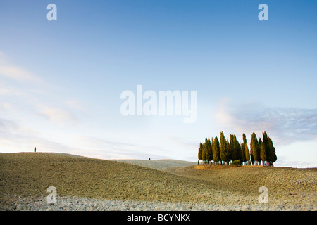A serene Tuscan landscape at dawn, featuring a distinctive cluster of cypress trees atop a rolling hill under a vast blue sky. Stock Photo