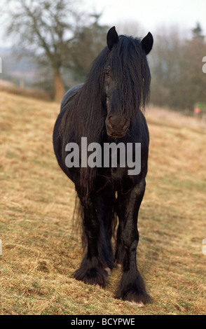 horse Stock Photo