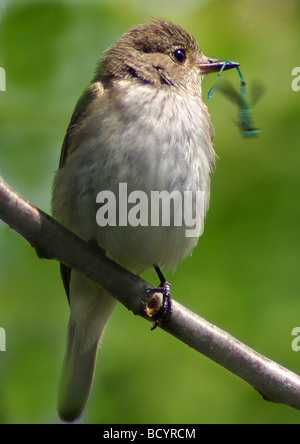 Spotted Flycatcher (Muscicapa striata). Adult standing on a post, with nesting material in its bill. Germany Stock Photo