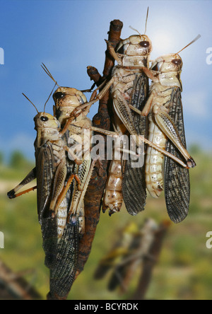 Migratory Locust (Locusta migratoria), four individuals on a twig Stock Photo