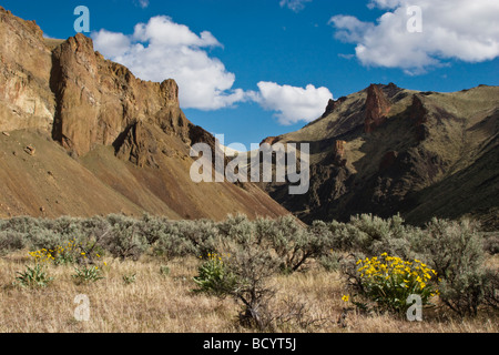 SAGE and ARROWLEAF BALSAMROOT Balsamorhiza sagittata growing in the wild and scenic OWYHEE RIVER gorge EASTERN OREGON Stock Photo