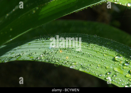 Wassertropfen auf Blatt waterdrop on leaf 10 Stock Photo