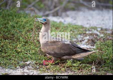 Red-footed booby (Sula sula websteri) collecting nesting material Darwin Bay Genovesa Galapagos Ecuador Pacific Ocean Stock Photo