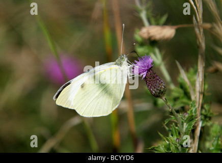 Large White Butterfly or Cabbage White Butterfly, Pieris brassicae, Pieridae, Lepidoptera. Male Stock Photo