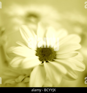 feminine chrysanthemum in duotone Jane Ann Butler Photography JABP318 Stock Photo