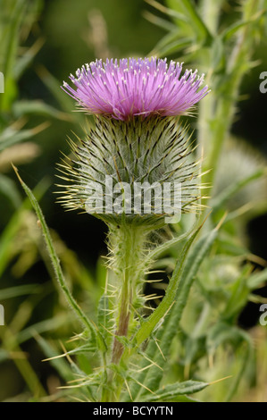 Spear Thistle, cirsium vulgare, wildflower, Fleet Valley, Dumfries & Galloway, Scotland Stock Photo