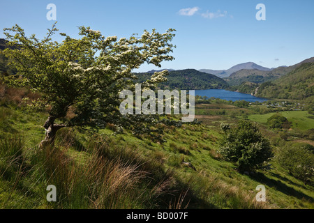 Llyn Gwynant, Snowdonia, Snowdonia National Park (Eryri), Gwynedd, Wales Stock Photo