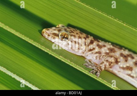 Mediterranean Gecko Hemidactylus turcicus young on palm frond Willacy County Rio Grande Valley Texas USA June 2006 Stock Photo
