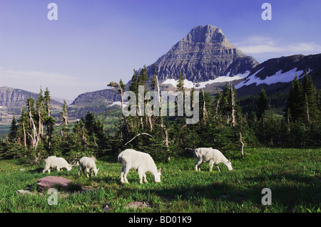 Mountain Goat Oreamnos americanus adults with young eating Mount Reynolds in Background Glacier National Park Montana USA Stock Photo