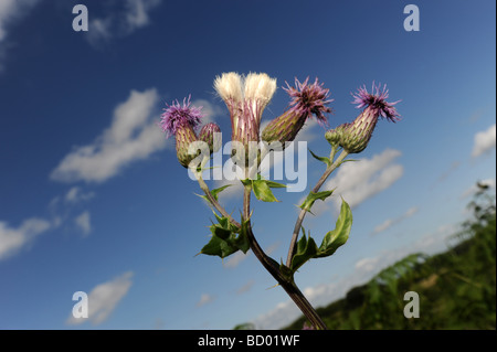 Wild Thistle against a blue sky Stock Photo