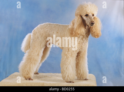 Beige middle poodle dog standing hi-res stock photography and