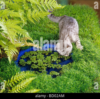 British Shorthair kitten ( silver tabby ) at pond Stock Photo