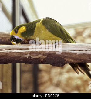 Yellow-eared conure - sitting on branch / Ognorhynchus icterotis Stock Photo
