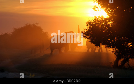 African elephants - sundown / Loxodonta africana Stock Photo