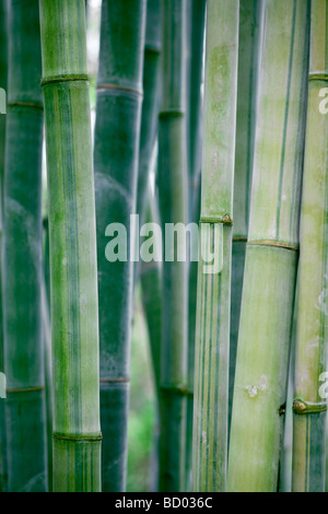 large bamboo stalks with natural sun lighting Stock Photo