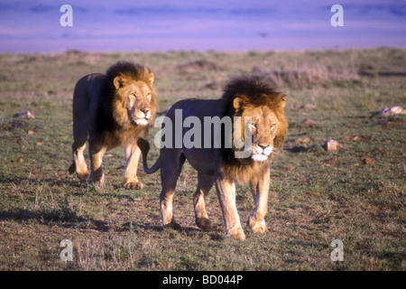 Two male lions walking together Masai Mara National Reserve Kenya East Africa Stock Photo