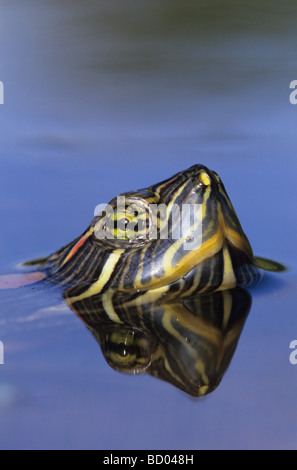 Red eared Slider Trachemys scripta elegans adult swimming Willacy County Rio Grande Valley Texas USA April 2004 Stock Photo