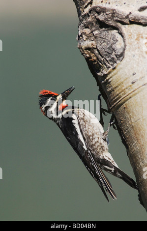 Red naped Sapsucker Sphyrapicus nuchalis adult female with ant prey on aspen tree Rocky Mountain National Park Colorado Stock Photo