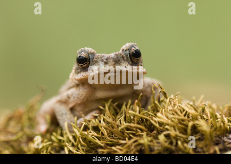 Red spotted Toad Bufo punctatus young Uvalde County Hill Country Texas USA April 2006 Stock Photo