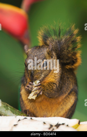 Red tailed Squirrel Sciurus granatensis adult eating banana Central Valley Costa Rica Central America Stock Photo