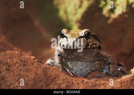 Smoky Jungle Frog Leptodactylus pentadactylus adult in front of burrow Manuel Antonio National Park Central  Coast Costa Rica Stock Photo