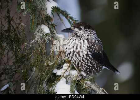 Spotted Nutcracker Nucifraga caryocatactes adult perched on Norway spruce ruffled by minus 15 Celsius Davos Switzerland Stock Photo