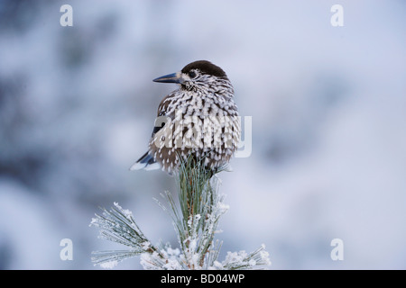 Spotted Nutcracker Nucifraga caryocatactes adult on frost covered Swiss Stone Pine by minus 15 Celsius St Moritz Switzerland Stock Photo