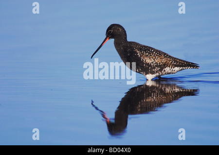 Spotted Redshank Tringa erythropus adult National Park Lake Neusiedl Burgenland Austria April 2007 Stock Photo