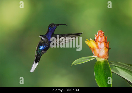 Violet Sabrewing Campylopterus hemileucurus male in flight feeding on Spiral Ginger  Central Valley Costa Rica Stock Photo