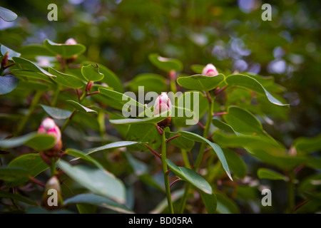 Trees and plants in the Japanese Garden Oregon Portland Stock Photo