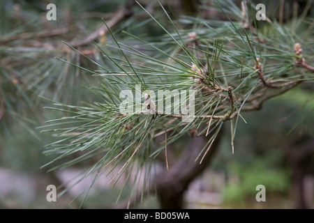 Trees and plants in the Japanese Garden Oregon Portland Stock Photo