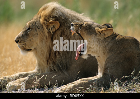 Lions (Panthera leo), couple Stock Photo