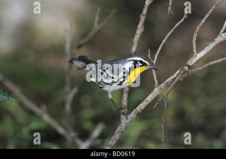 Yellow throated Warbler Dendroica dominica male Concan Texas USA May 2002 Stock Photo