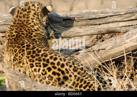 Stock photo of a leopard peering over a log, Linyanti, Botswana, 2007. Stock Photo