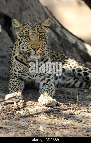 Leopard laying in a tree in the Okavango delta, Botswana Stock Photo ...