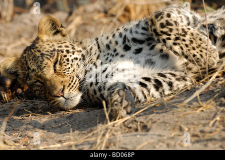 Stock photo of a leopard rolling around, Linyanti, Botswana, 2007. Stock Photo